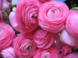 When you can plant buttercups of different colors in one pot and you get a beautiful and elegant bouquet; Ranunculus Bulbs Buy Online India At Seedsnpots Com