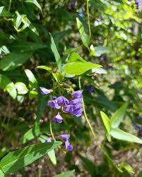 Image result for Hardenbergia comptoniana