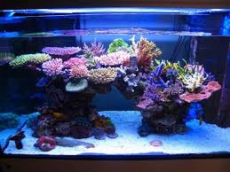 Reef Aquariums For Your Inspiration Reefland Com Marine Fish Tanks Saltwater Tank Marine Aquarium