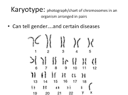 ppt introduction to genetics powerpoint presentation free