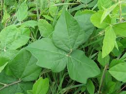 Image result for Macroptilium atropurpureum