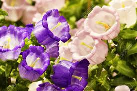 Campanula medium, common name canterbury bells, is an annual or biennial flowering plant of the genus campanula, belonging to the family campanulaceae. Canterbury Bells Campanula Medium L Stock Photo Picture And Royalty Free Image Image 17032955