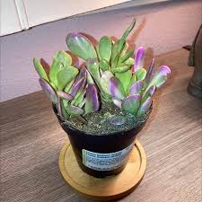 Image result for Kleinia grantii