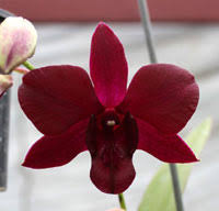 Maybe you would like to learn more about one of these? Orchid Hybrid Dendrobium Black Pearl