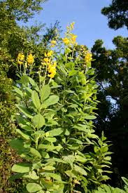 Image result for Crotalaria schliebenii