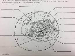 Identify two functions of plastids in plant cells. Mader Biology Chapter 4 Notes Cell Structure And Function Diagram Quizlet