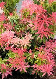 Japanese Pieris In My Garden Evergreen Plants Garden Shrubs Shade Plants