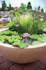 Container Water Garden Ideas This Could Also Be A Great Idea For A Balcony One Could Also Add A Few F Container Water Gardens Container Water Garden Plants
