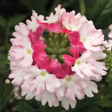 Image result for Verbena × hybrida