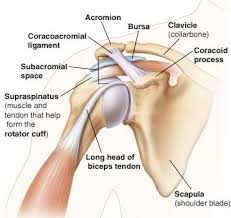 Shoulder muscles and shoulder tendons. Alternative To Shoulder Repair Without Surgery Regenexx Supraspinatus Muscle Shoulder Anatomy Shoulder Impingement Syndrome