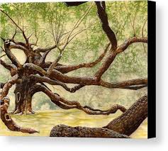 The angel oak is located at 3688 angel oak road on johns island. 15 Angel Oak Ideas Angel Oak Angel Oak Trees Oak Tree