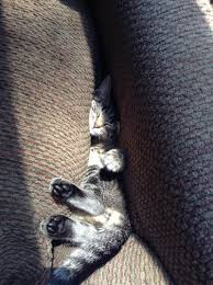 Signs of dehydration include limpness, unresponsiveness, sunken eyes, and lethargy. Our Kitty Is 3 Months Old This Is How She Likes To Sleep Cats N Kittens Cat Pictures Cute Kittens