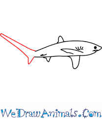 How To Draw A Thresher Shark