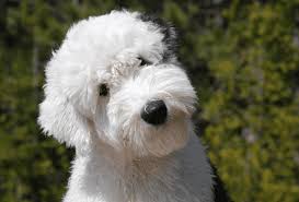 Последние твиты от poodle doodle (@poodledoodleco). 10 Poodle Mix Breeds That Will Melt Your Heart