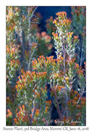 Image result for Calostephane divaricata