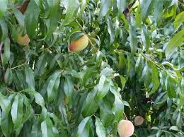 It's the first to bloom also. Desert Gold Peach General Fruit Growing Growing Fruit