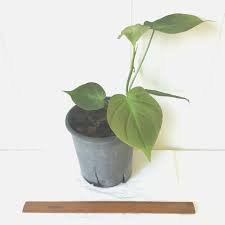Sold 25 Philodendron Camposportoanum The Whyanbeel Collection Facebook