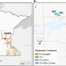 Image result for Acacia tenuispina