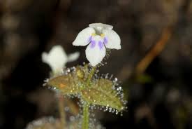 Image result for Crepidorhopalon