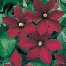 Order from park seed today. Niobe Clematis 87071 Michigan Bulb