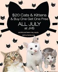 Keeping your cat free from flea and heartworms are never been easier and these infections can be fetal. Jacksonville Humane Societyjuly Kitten Special Bogo Adoptions Jacksonville Humane Society