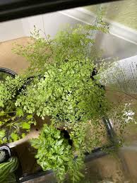 Natures blossom edible flower grow kit. Plant Id Request Dendroboard