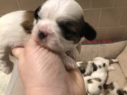 Litter Of 6 Shih Tzu Puppies For Sale In North Dartmouth Ma Adn 67813 On Puppyfinder Com Gender Male S And Female Shih Tzu Puppies For Sale Shih Tzu Puppy