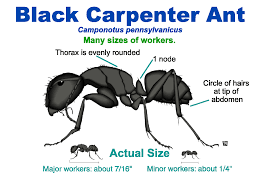 Soapy water can be used to kill ants upon contact. Carpenter Ants Biology And Habits
