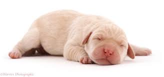 Image Result For Baby Labrador Newborn Puppy Baby Labrador Puppy Dog Photos Puppies