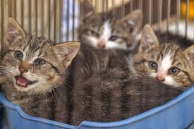 Because the events are often very popular, we have several guidelines that make them run smoothly and. 13 Cat Adoption Events Happening This Summer In Nova