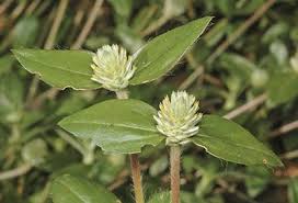 Image result for Gomphrena celosioides