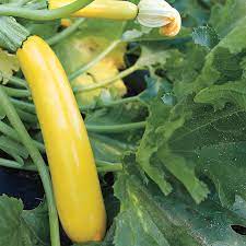 Maybe you would like to learn more about one of these? Gold Rush Hybrid Squash Seeds Park Seed