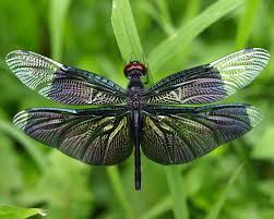 Black And Blue Dragonfly Meaning Dragonfly Illustrations Dragonfly Dragonfly Dragonfly Facts Dragonfly Habitats Dragonfly Dragonfly Insect Dragonfly Facts Dragonfly Symbolism