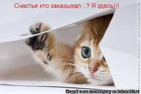 kotomatrixJnu свою Счастье кто заказывал...? Я здесь!!! / котоматрица /  смешные картинки и другие приколы: комиксы, гиф анимация, видео, лучший  интеллектуальный юмор.