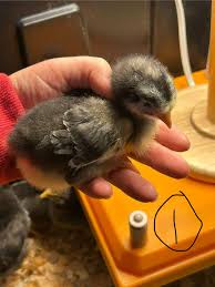 Chicken Coop Ideas & Everything Backyard Chicken