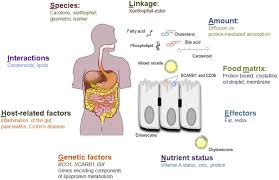 Maybe you would like to learn more about one of these? Carotenoids Sciencedirect