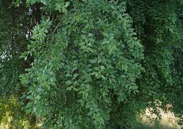 Image result for Salvadora persica