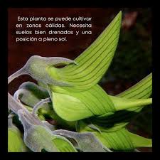 Image result for Crotalaria comosa