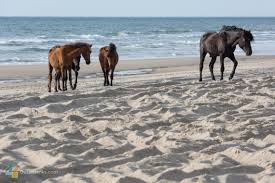 Find the travel options that best suit you. Carova Nc Outerbanks Com