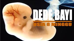 Memasuki minggu ke 6 fase pertumbuhan bayi dalam kandungan, ukuran bayi sekitar 0,8 inci dan pembuluh syaraf untuk otak dan punggungnya hampir menutup. Dede Bayi 8 Minggu Youtube