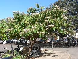 Image result for Cordia africana