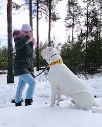 Pitbull Video In 2020 Pitbull Puppies Pitbulls Cute Dogs And Puppies