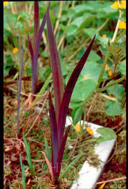 Image result for Romulea camerooniana