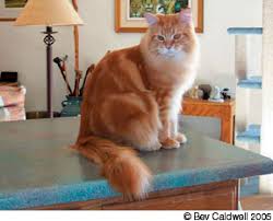 Directed by james ward byrkit. Teach Table Manners Catwatch Newsletter