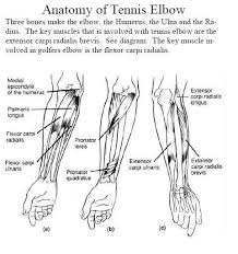 Images Showing Muscles Involved With Golfers Elbow On The Left And Centre And Tennis Elbow On The Right Tennis Elbow Massage Therapy Sports Therapy