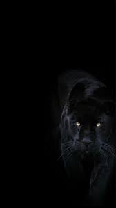Sign In Black Panther Hd Wallpaper Jaguar Animal Black Jaguar Animal