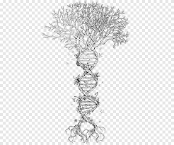 Add photos and share with your family. Dna Tree Illustration Family Tree Dna Tree Of Life Genetics Tree Branch Biology Png Pngegg