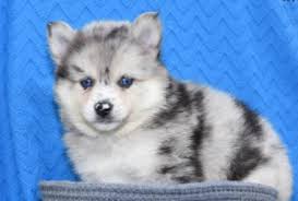 Join the wishlist and adopt adorable puppies now! Blue Eyed Pomsky Pomsky