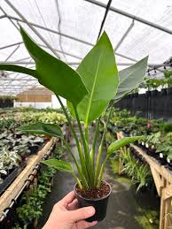 Image result for Strelitzia