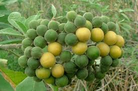 Image result for Solanum mauritianum